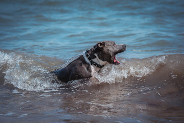 American Bulldog schwimmt im Meer