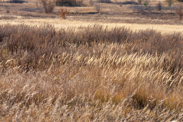 Miscellaneous dry herbs in the steppe in a diverse palette of warm colors. Selective focus.