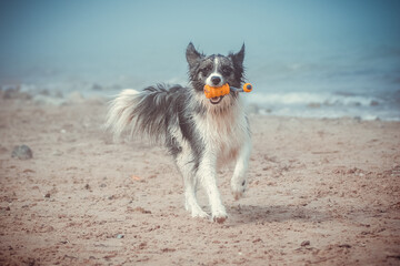 Australian Shepherd apportiert Spielzeug am Strand