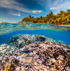 Underwater Scene With Reef And Tropical Fish. Snorkeling in the tropical sea. Summer vacation at sea