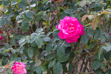 秋の薔薇の花 Pink rose flower that blooms in autumn.	