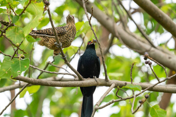 A pair of Asian Koel perching on a tree branch.