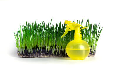 a transparent box with green grass planted in it stands behind a yellow bottle for spraying water.