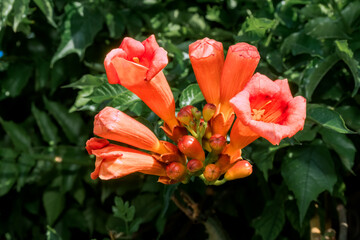 Obraz premium Trumpet Vine (Campsis radicans) in park, Republic of Dagestan, Russia