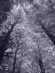An monochrome’s illustration of trees with snow in winter