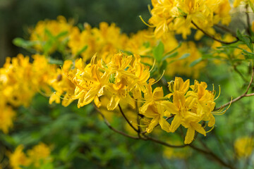 Yellow rhododendron blooms in the garden