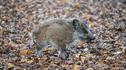 Young boar in the wilderness