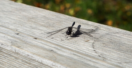 a black dragonfly sits on a board in the sun