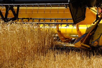 
wheat field, harvesting bread