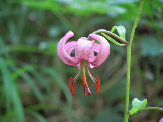 A wild Lily in a forrest in Switzerland