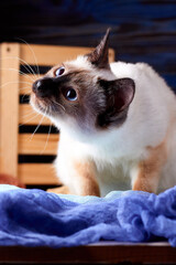 Curious Mekong Bobtail kitten lurking and waiting