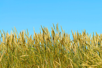 Obraz premium grass and sky