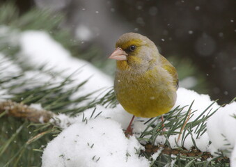 Greenfinch (Chloris chloris) or European greenfinch, is a small passerine bird.