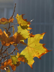 Autumn leaves on tree branches lit by sunlight, building in background