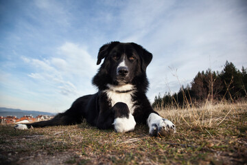 Photo of a dog in nature