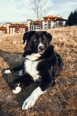 Photo of a dog in nature