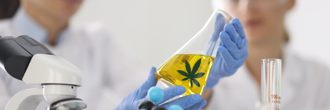 Women in chemical laboratory hold glass flask with hemp oil in hand in blue rubber gloves closeup. Development of medical laboratories for production of narcotic drugs concept.