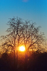 Fototapeta premium Sunrise over the winter forest in the suburbs.