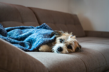 Naklejka na ściany i meble Kleiner Terrier Hund liegt mit Blick in die Kamera auf einem beigen Sofa. In eine blaue Decke gewickelt. Hygge, Winter.