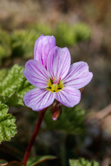 Arctic Springbeauty (Claytonia arctica) at St. George Island, Pribilof Islands, Alaska, USA