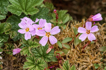 Arctic Springbeauty (Claytonia arctica) at St. George Island, Pribilof Islands, Alaska, USA
