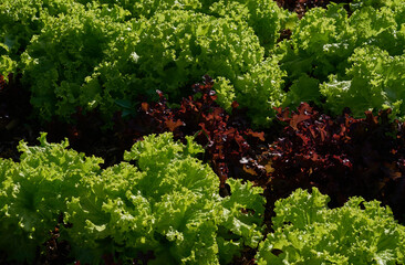 Naklejka premium The lettuce in organic farm