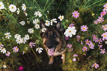 a german shepherd is sitting in a field of cosmos flowers and has a very happy expression on his face. the cosmos flowers are pink and white and very tall. the dog is a black and tan german shepherd © annabelle