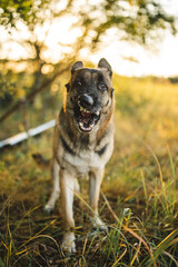 a german shepherd dog is standing in a field during sunset time. the gsd is on a long leash and he looks very relaxed. his ears are pricked and looks very serious. the field is in japan. much nature