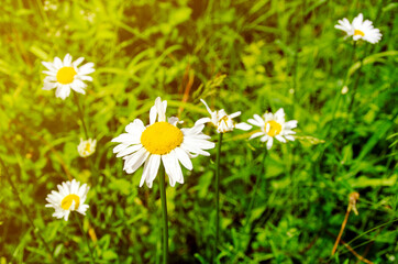 Daisies bloom in the grass