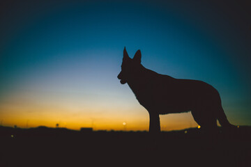 a german shepherd silhouette. the german there are mountains in the background and the color of the sky is very beautiful. the landscape is beautiful and fine. the dog has pricked ears