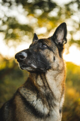 a german shepherd dog is standing in a field during sunset time. the gsd is on a long leash and he looks very relaxed. his ears are pricked and looks very serious. the field is in japan. much nature