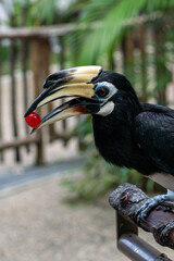 Oriental pied hornbill perching on a tree branch.