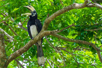 Oriental pied hornbill perching on a tree branch.