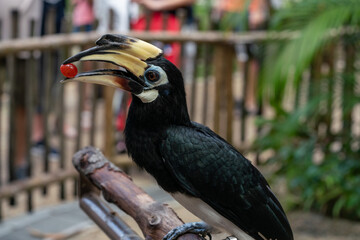 Oriental pied hornbill perching on a tree branch.