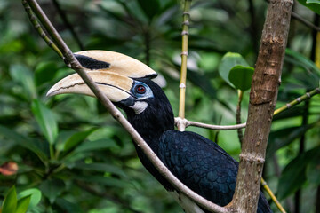 Oriental pied hornbill perching on a tree branch.