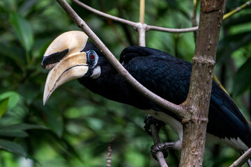 Oriental pied hornbill perching on a tree branch.