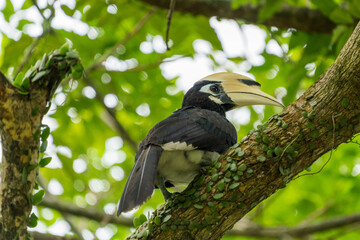 Oriental pied hornbill perching on a tree branch.