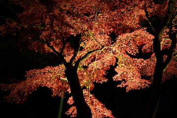 red leaves in dark