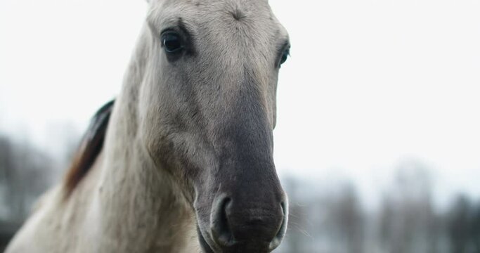 Wild tarpans walk the field in autumn. Against the background of the forest and sky. High quality 4k footage