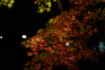 red leaves in dark