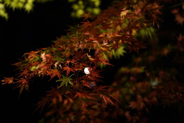 red leaves in dark