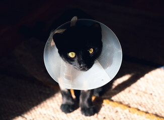 Close up of black cat with funnel cone collar.