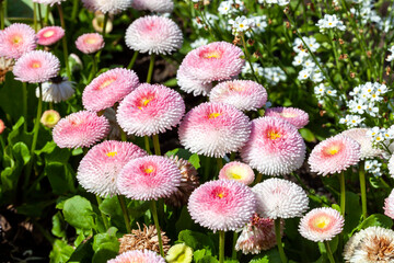 Pink Bellis perennis a common herbaceous pompom double daisy perennial hardy garden flower plant growing during the springtime flowering season, stock photo image © Tony Baggett