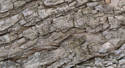 Bark for the backdrop. Apple tree bark.