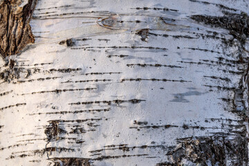 birch bark tree trunk texture