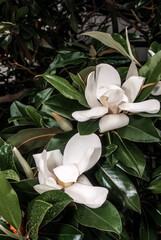 Southern Magnolia (Magnolia grandiflora) in park, Crimea