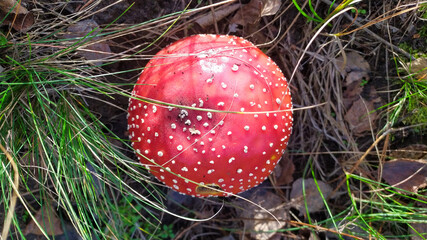 Red toadstool poisonous mushroom growth in the forest, fly agaric fungi. Fly agaric hat top view....