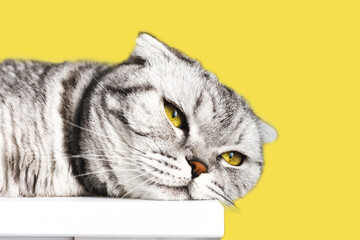 Portrait of scottish fold cat. Trendy Ultimate Gray and Illuminating yellow colors of the year 2021