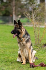 portrait of german shepherd in the grass