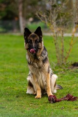 portrait of german shepherd in the grass